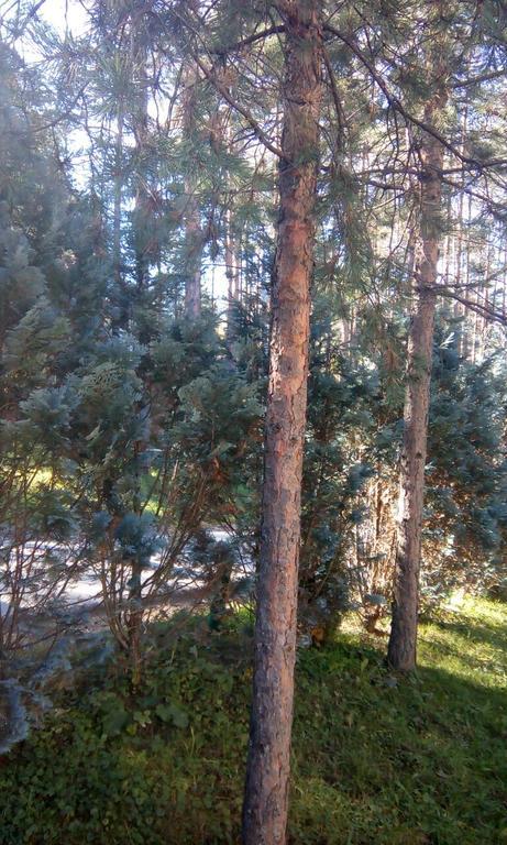 Apartment 9 Gorska Vila Zlatibor Zewnętrze zdjęcie